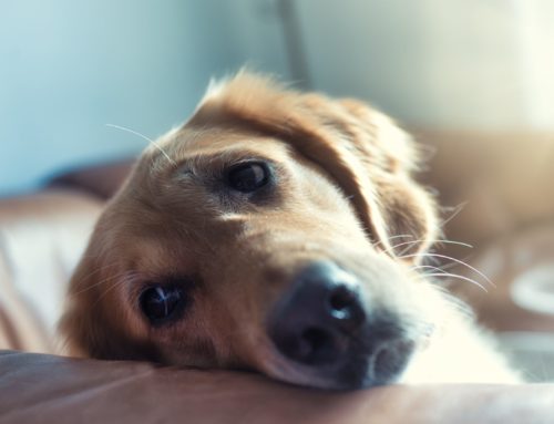 Custom dog beds for pet-friendly homes in Geelong